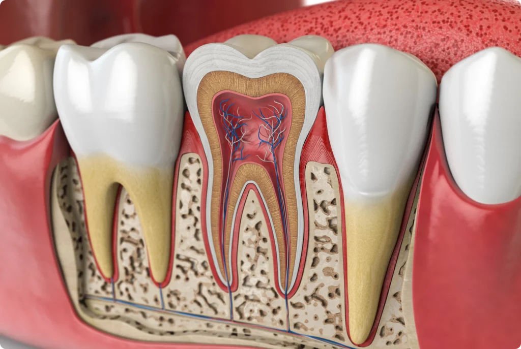 Endodontie : le traitement de racine